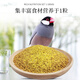 Kaiyuan (KO) Gray Wen Bird Food Gray Wen White Bird Feed Barrel Pellets Bird Food 250g Full Price Wen Bird Food