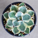 Agave Family Series von Schnee, verheißungsvolle Kronbrokade fünf Farben und andere saftige Pflanzen Gartenpopfpflanzen Maikele Ji Luanxue 12-15 cm