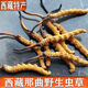 Naqu Hair raide Authentic Wild Tibet Haute à altitude Cordyceps Sinensis Sélection de foin sec Sèche Saison Herbe Saison Dry Goods Dry 2 Racines / G Cordyceps sauvage Sinensis 50g Pack
