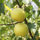 Gongxianzhan grueso de coco y tremella nido de pájaro gachas de nido de pájaro dulce dulce sopa de nido de pájaro embarazada regalos regalos nido de aves