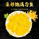 Huajian [50 Flores] Té de crisantemo de seda dorada de seda dorada 25 gramos de crisantemo amarillo fetal crisantemo Health té se puede usar con madera de madreselva Wolfberry