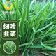Fengming Yashi Shandong fine-leaf leek farmhouse old variety leek family balcony four-season vegetables small fine-leaf leek seeds 10g