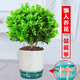 Xilin Garden Mailand -Blütenplants, Blumen und Pflanzen Innenblütensämlinge, in allen Jahreszeiten blühen und Luftbalkongrünen Pflanzen reinigen. Mailand + Sky Blue Pot 686 + Runde Paletten. Lieferung mit Töpfen