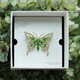 Cela Butterfly Brooch Insect Animal Light Luxury Copper Gold Plated Translucent Sparkling Birthday Gift Packaging Butterfly Brooch A01-202