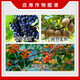 Beautiful buds, beautiful buds, cyanamide grape sleep-breaking agent, germination-promoting budding, early germination, cyanamide ammonium ammonium growth regulator 250g