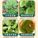 
Genuine wild Gansu epimedium Chinese medicinal materials, small leaf epimedium leaves, soaked in wine, tea, water and drink nourishing nutrition Gansu wild small leaf epimedium 500g