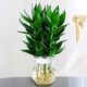Green Intentional Guanyin Bamboo Rich Bamboo Hydroponic Plants Flowers with Roots Green Plants Pothos Indoor Potted Plants Transfer Bamboo Water for Good Growth 3 Guanyin Bamboo Trees with Roots (Simple Cup) + Nutrient Solution
