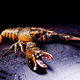 Fresh Boston lobster 400-500g/piece