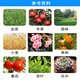 Senhuo Jiayun 24 Table 0.01% brassinolide garden seedlings flowers lawn seedlings promoting differentiation growth regulator