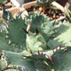 
Mingyu Junyue Argan Agave Trendy Plants are simple and easy to grow desert green plants with thick leaf agave drought-tolerant plants. Argan Agave 8-10 cm. No pots