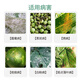 Bangsec 75% chlorothalonil fungicide blue powder cucumber vegetable fruit tree powdery mildew downy mildew chlorothalon pesticide fungicide