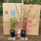 Northeast red currant fruit saplings, potted lantern fruit seedlings, north and south planting, large fruit platform planting, fruit seedlings, gooseberry, 3-year seedlings (cup seedlings with soil are good for survival) 10 trees
