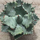 
Mingyu Junyue Argan Agave Trendy Plants are simple and easy to grow desert green plants with thick leaf agave drought-tolerant plants. Argan Agave 8-10 cm. No pots