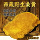 
[Tibetan shipment] Tibet Wild Ganoderma lucidum Red Ganoderma lucidum Spore Powder with Handle Red Ganoderma lucidum Soup Yellow Companion Tibet Wild Ganoderma lucidum 250g