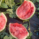 Beishu Jingxin watermelon seeds seedlings big red flesh thin skin super crispy sweet potted melon seeds Jingxin watermelon seeds about 50 pieces