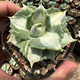 Yingyu Huayuan Princesa Thor mancha blanca Pequeña planta en maceta de suculentas de la familia agave, las flores y las plantas mutantes son fáciles de cultivar, la princesa Cuihua Palm 3-4 cm [3 macetas