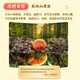 
Beijing Tongrentang Ganoderma lucidum spore powder Broken wall Ganoderma lucidum spore powder Spore powder Changbaishan Ganoderma lucidum spore powder non-wild Ganoderma lucidum 1 box