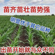 New species double national review original Zhongkeyu 505 corn seeds are resistant to lodging and insects. It is good to sow low-stem big stick seeds in spring and summer. New species original Zhongkeyu 505 4200 grains x1-pack