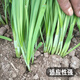 Fengming Yashi Shandong fine-leaf leek farmhouse old variety leek family balcony four-season vegetables small fine-leaf leek seeds 10g