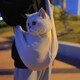 Chunba Niba cat bag, outdoor portable bag, breathable shoulder bag, cat school bag, large capacity cat take-out pet supplies, waist bag