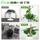 
Monstera support pole green basket climbing column coconut palm stick green ivy fixing frame plant climbing flower frame palm column coconut shredded 100cm long coconut palm column * 1 + strap