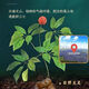 Yunnan Wenshan Extrait de plante entière fraîche panax notoginseng Essence Liquide oral Jinqidan Pharmaceutique traditionnelle chinoise Médecine Wang Xiaoshuo Recommandé 1 boîte 12 pièces [Pack d'expérience]