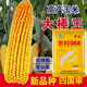 New species Fengda Jingke 968 corn seed, high yield, drought resistant, short stem, disease resistant, big stick resistant to lodging, Academy of Agricultural Sciences variety, new species Shikoku Shenjingke 968 4000 grains, 1 bag + yield-increasing agent