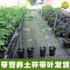 Dwarf papaya seedlings, fruit papayas, red-fleshed papaya seedlings, large green papaya seedlings that bear fruit in four seasons, potted courtyards, 2 dwarf papaya seedlings (10 cm high), free reissue after receiving dead seedlings (with cups and leaves)