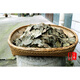 
Wild green money willow tea, water-warming century-old tree, mountain health tea, into leaf tea, gold money willow, into leaf green money willow, 170 grams