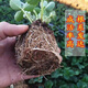 Strawberry seedlings shipped from the original soil, blooming and big fruit for four seasons, cream strawberry seedlings wholesale, fruit plug seedlings for the current year, 6 cream strawberries, shipped from the original soil + fertilizer