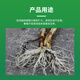 5% indolebutyric acid and naphthylacetic acid can be used for soaking grape cuttings to improve survival rate and drip irrigation rooting 20ml*4 bottles