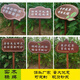 Oein customized outdoor small grass brand solid wood lawn brand flower and grass prompt card green warning sign civilized placard grass card spot flower and grass card-1 20x30cm