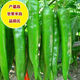 Large-fruited horn pepper seeds for field planting vegetable seeds in spring and autumn, high yield and early maturing pepper seeds, garden vegetable seeds, horn pepper seeds, about 800 seeds, 2 packs