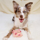 GiGwi Dog Toy Relieves Boredom, Self-Happiness Artifact, Sounds Pet Companion, Plush, Bite-Resistant, Sounds, Cube Pigs Grind Teeth
