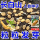 Changbai Mountain ginseng seeds, wild ginseng seeds, easy to grow Chinese medicinal materials in all seasons, easy to live indoor flower pots, ginseng seeds, shipped without buds, big sale, 3 bags selected, about 156 capsules