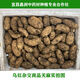 Gastrodia seeds Hubei Gastrodia 0 generation seeds Gastrodia seedlings Gastrodia seeds One Jin Jin is equal to 0.5 kg + 2 bottles of Armillaria