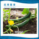 Weidi Jiangxi Weidi Guohomai 0.5% 28-Gaoyun Gibberellic acid cucumber growth regulator 8ml