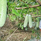 One melon per section, winter melon seeds, hairy section melon, small winter melon, stable yield for all seasons in spring, potted vegetable seeds, 20 pieces, pink-skinned winter melon