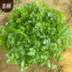 Northern vegetable coriander seed seedlings old varieties four-season potted large-leaf coriander balcony rapeseed large-leaf coriander seed 600 capsules
