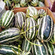 Farmer's Son, Rock Sugar Prince Small Melon Seeds, Rock Sugar Seeds, Hybrid Seeds, Southern Honeydew Melon Seeds, Boyang No. 9 Melon Seeds, 500 capsules/bag