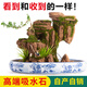 SMVP boutique indoor natural absorbent stone landscaping water stone ornaments landscape bonsai flowing water rockery micro landscape peaks competing (complete set)