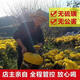 
Chrysanthemum tea Golden Silk Emperor Chrysanthemum Yellow Chrysanthemum One cup Big Chrysanthemum tribute chrysanthemum 500 bulk flower tea wolfberry chrysanthemum Golden Silk Emperor Chrysanthemum 500g About 1200 flowers [Jin [Jin equals 0.5 kg]]