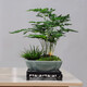 Yuxuantang rétro ge kiln fleur pot céramique argile violette petite feuille rouge nanmu papillon orchidée végétale verte salon intérieur en pot pott-bambou pot