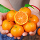Authentic Guangxi sugar orange fresh fruit seasonal golden autumn tangerine seedless small sugar orange whole box 3Jin Jin equal to 0.5kg, pure sweet and no residue Authentic Guangxi sugar orange fresh fruit seasonal golden autumn tangerine seedless small sugar orange whole box 3Jin Jin equal to 0.5kg, pure sweet and no residue