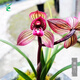 Wengyuan Orchid Lotus Petal Orchid Fulinmen Thin-Leaf Red Orchid Potted Fragrant Orchid Fulinmen 1 Seedling Extra Strong Seedling Simple Pot Soil