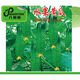 No scaffolding, fruit cucumber seeds crawling all over the floor, four-season courtyard balcony potted cucumber seeds, vegetable seeds, original, fruit cucumber seeds crawling all over the floor, selected, one pack, about 55 grains + Song fertilizer