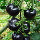 Black Pearl Cherry Tomato Seeds Four-Season Balcony Potted Plants Easy to Grow Black Jewel Tomato Fruit-Type Vegetable Seeds Black Pearl Little Saint Tomato Seeds 6 Trial Seeds Rare and Expensive