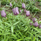 Fritillary bulbs, Hubei Fritillary seedlings, Sichuan Fritillary seedlings, Chinese medicinal Fritillary bulbs, Fritillaria seedlings 5 pieces