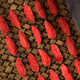 Fudonghai Ningxia Red Wolfberry [мелко выбранная 500 г большой порции] Zhongning Gou Qizi Tea No Wash Chrysanthemum чай, пропитанное водой