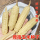 Wangyuan Xing Xishuangbanna fragrant glutinous thumb corn seeds Yunnan thumb corn seeds larvae milk finger seeds new seeds 2 packs about 100 grains (baby's favorite)